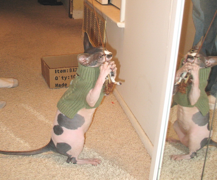 Don Sphynx jugando