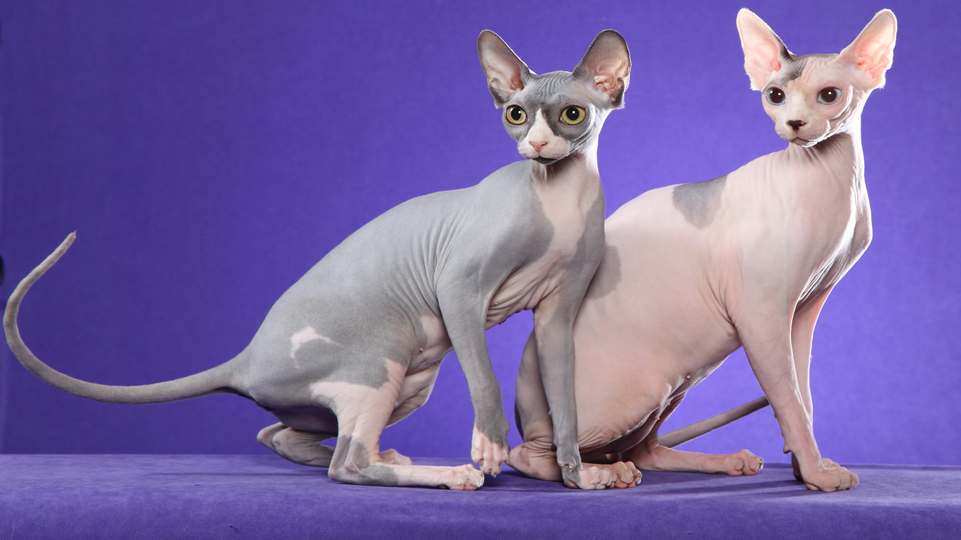 Sphynx