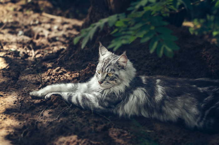 hermoso Maine Coon