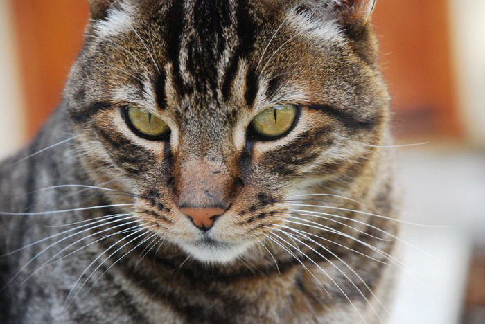 gata californiana brillante