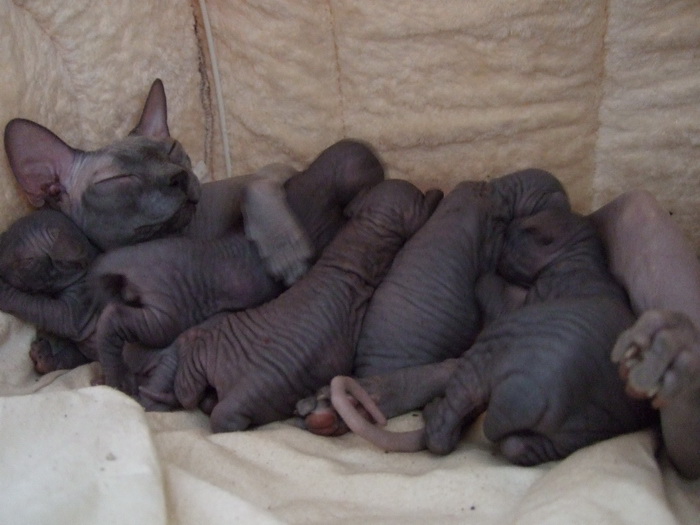 Don Sphynx y gatitos