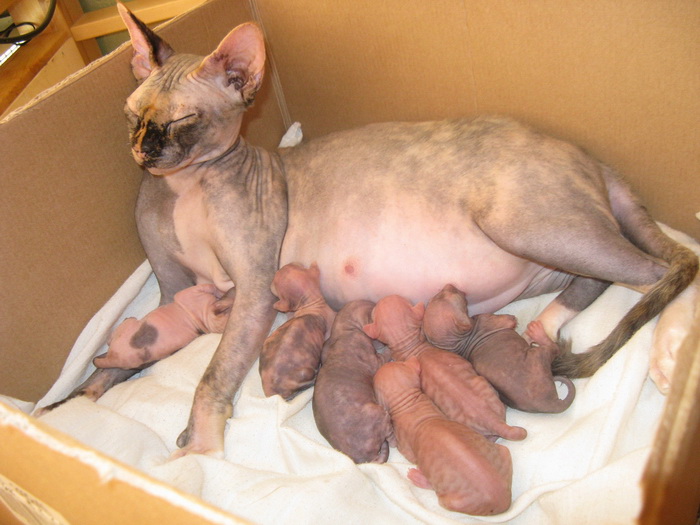 Sphynx canadiense y gatitos