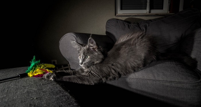Maine Coon jugando
