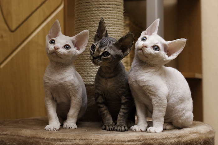 gatitos Devon Rex