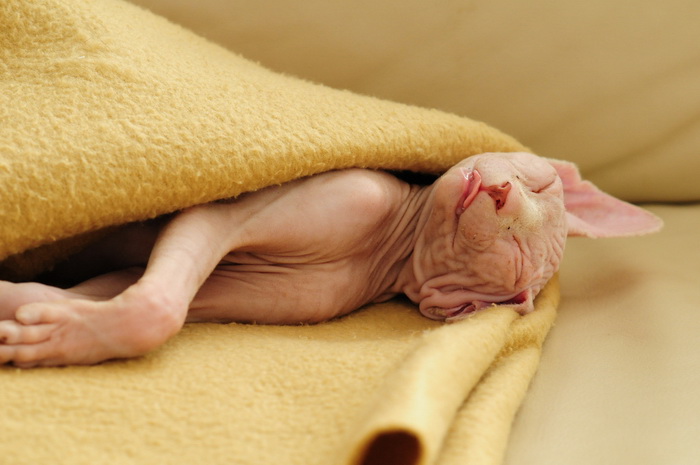Don Sphynx en fotografía