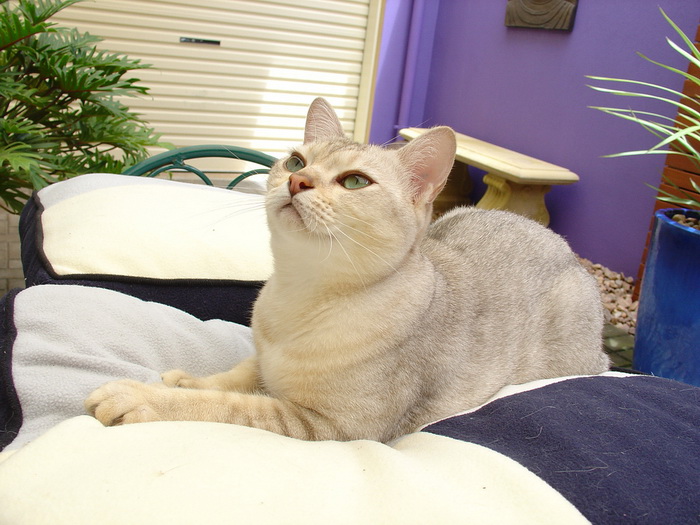 burmilla gato