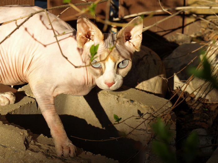 Foto del sphynx canadiense