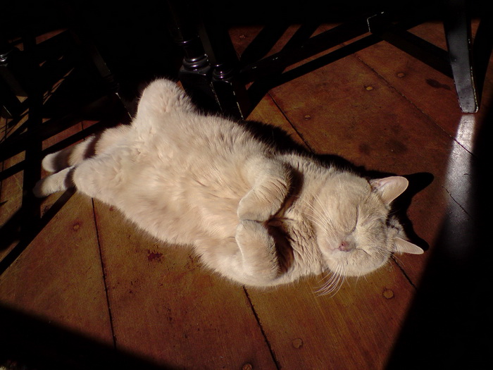gato británico durmiendo