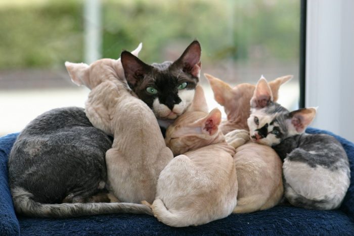 Devon Rex con gatitos