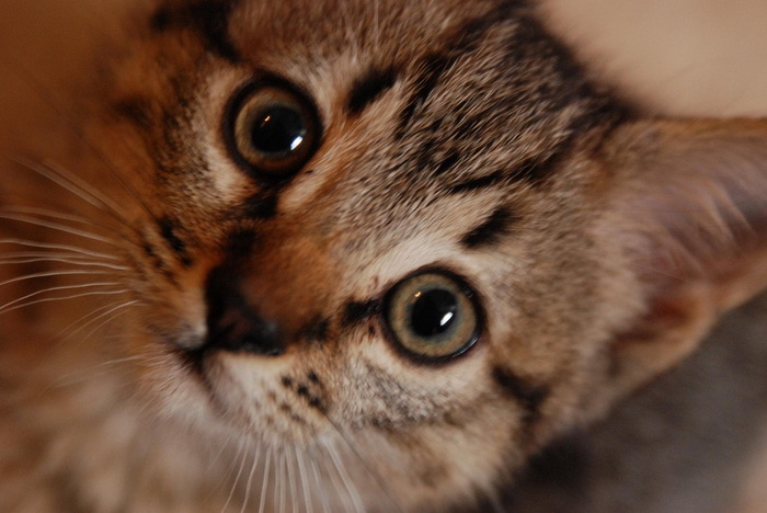 gatito californiano brillante
