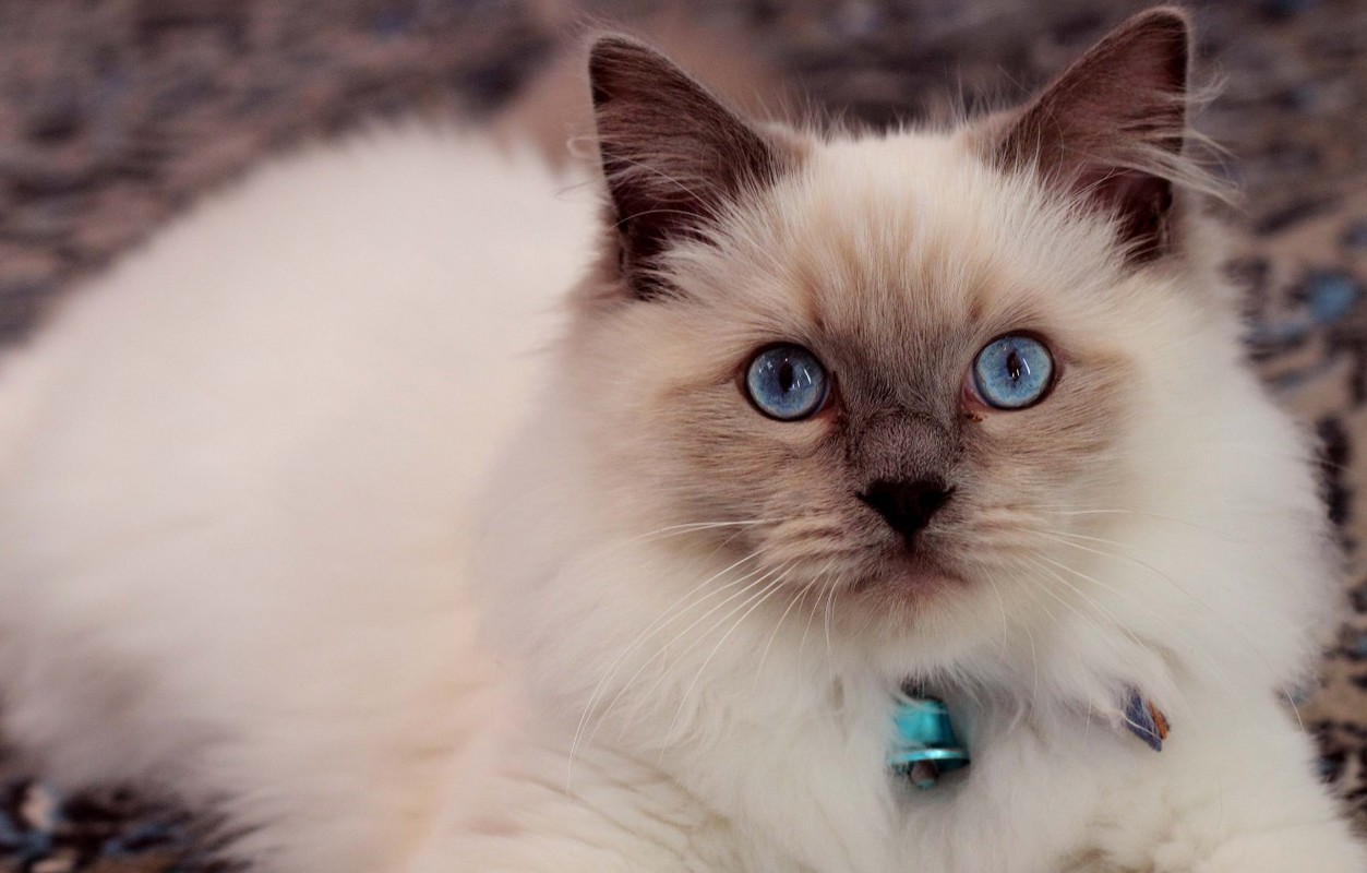 Ragdoll
