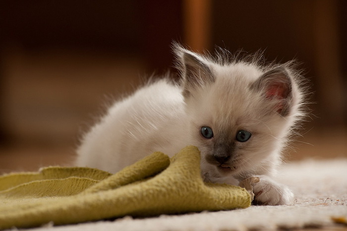 Gatito birmano