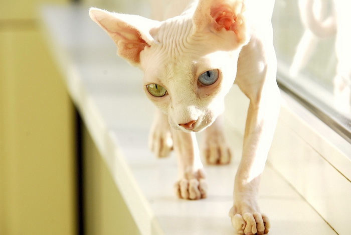 sphynx canadiense blanco