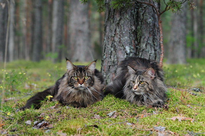 dos Maine Coon