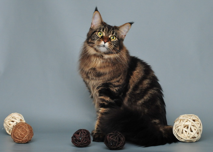 foto de Maine Coon