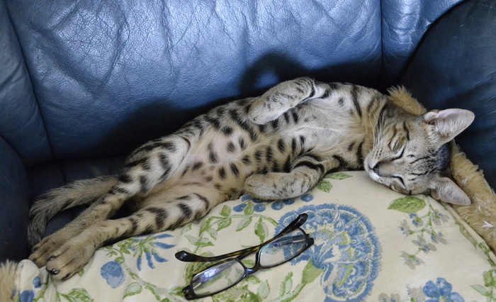 El Mau Egipcio duerme