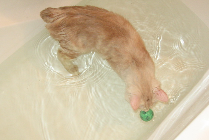 Bobtail de Kuril bañándose