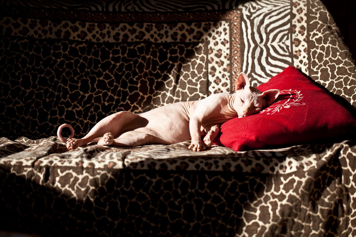 Foto de Donskoy Sphynx