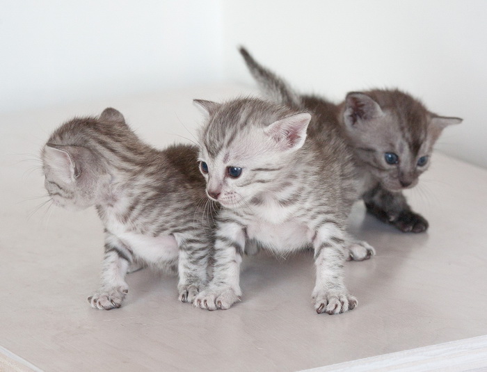 gatitos de Mau Egipcio