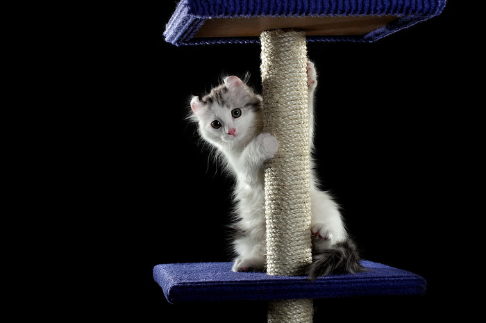 gatito de American Curl en la foto