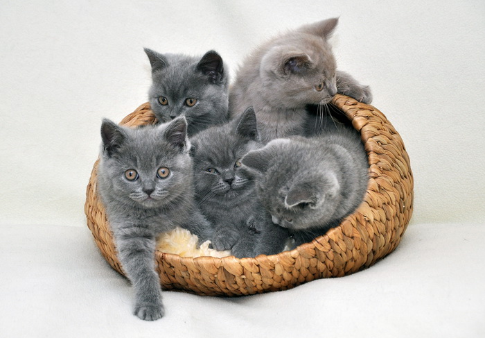 gatitos británicos