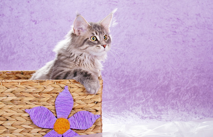gatito Maine Coon