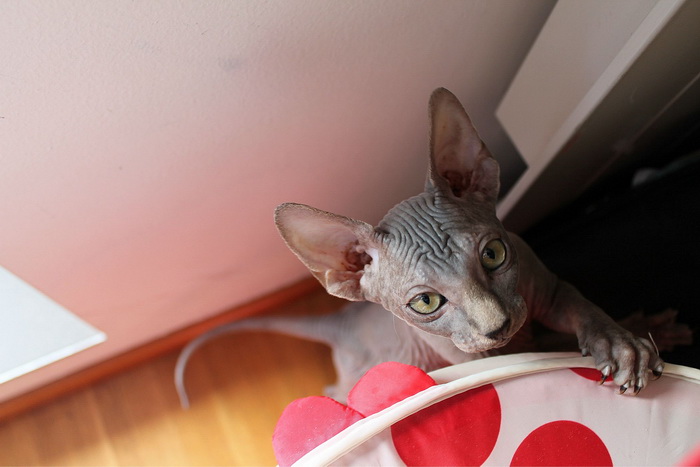 sphynx canadiense oscuro