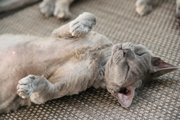 Devon Rex durmiendo