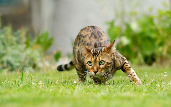 gato bengalí cazando