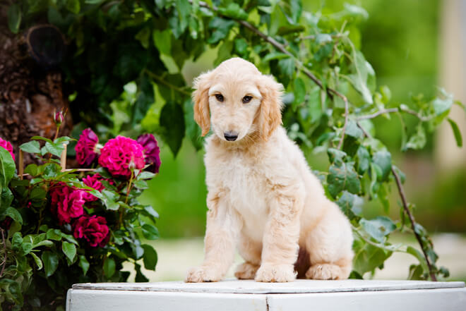 Cachorro de lebrel afgano