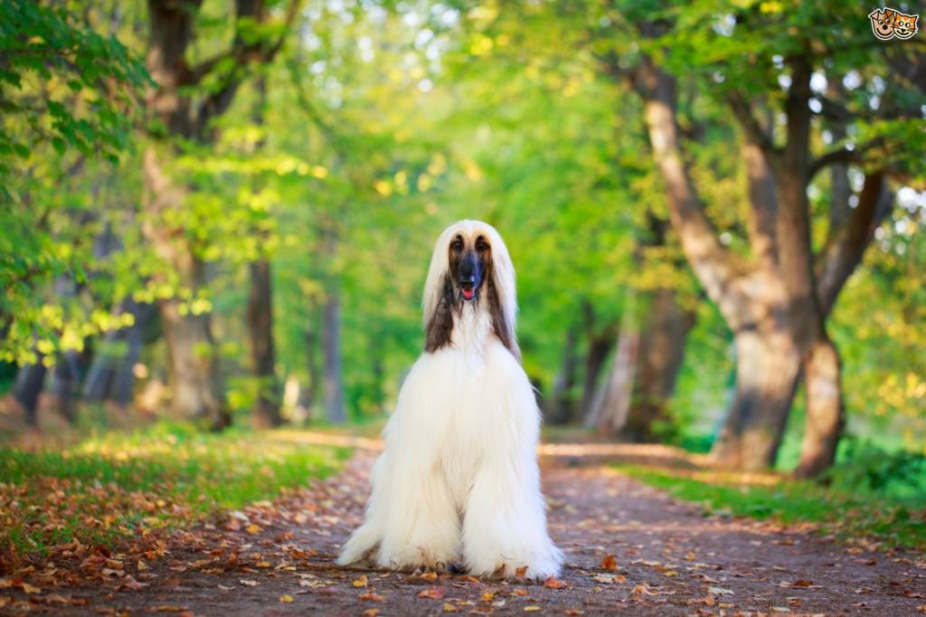 perro lebrel afgano blanco