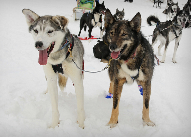 Huskies de Alaska en trineo