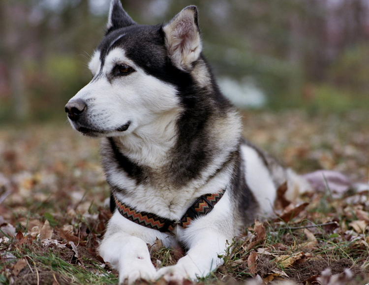 Husky de Alaska