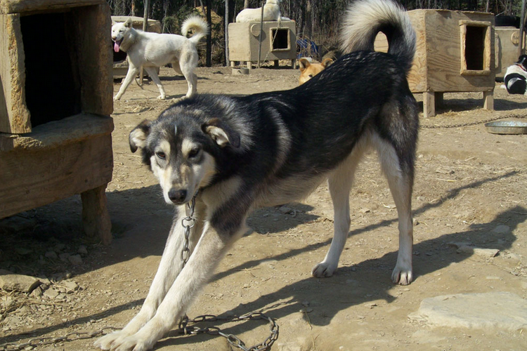 Husky de Alaska