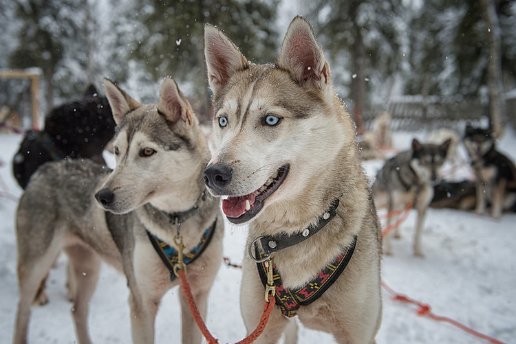 Huskies de Alaska, raza