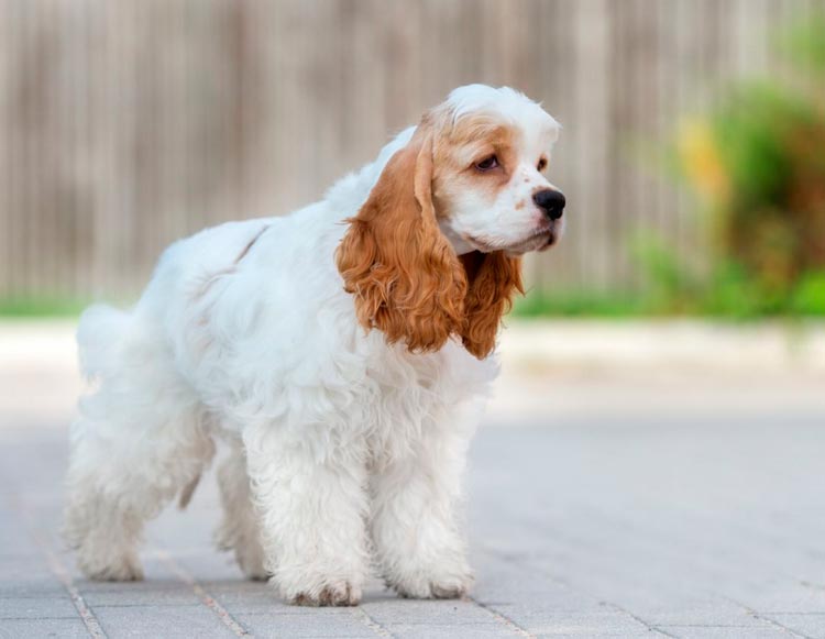 Carácter del cocker spaniel americano
