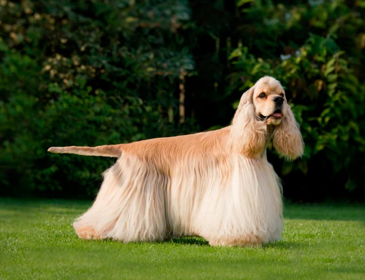 Cocker Spaniel Americano de clase show
