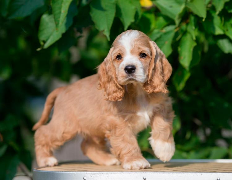 Cachorro de Cocker Spaniel Americano