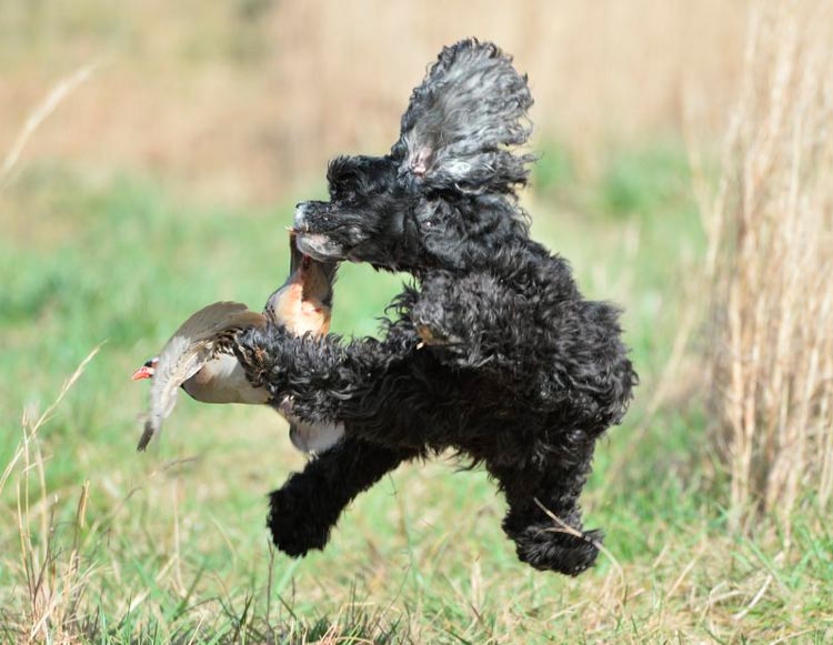 Cocker spaniel americano en la caza