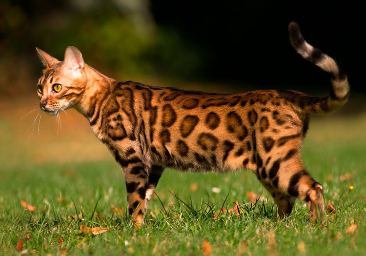 Raza de gato bengalí