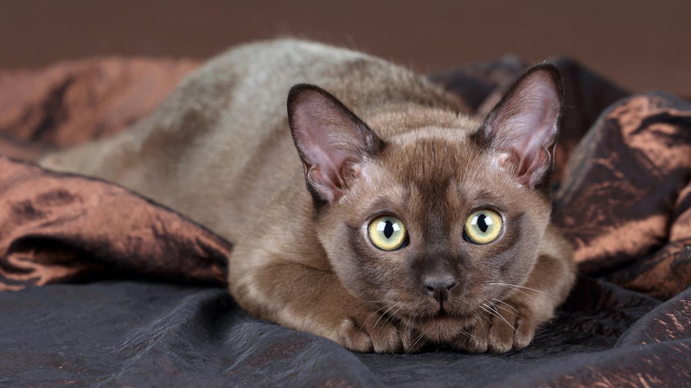 Gato burmés