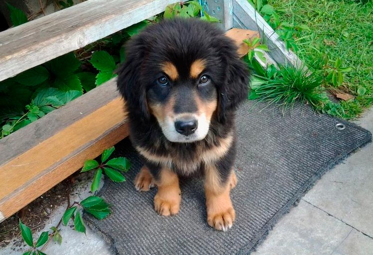 Cachorro del perro lobo buriato-mongol