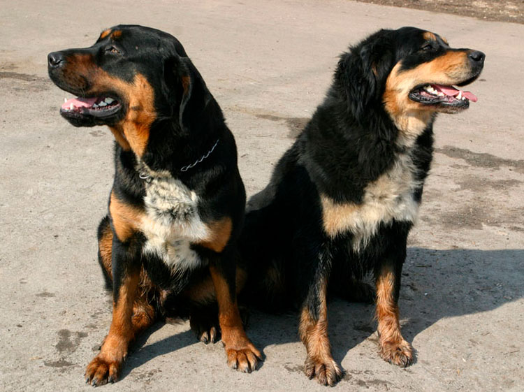 Perro lobo buriato-mongol (Khotosho Nokhoi)