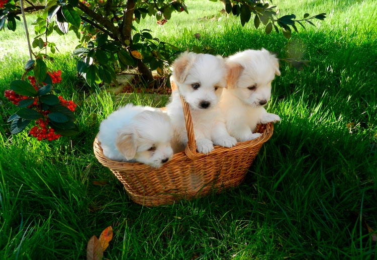 Cachorros de raza Coton de Tuléar