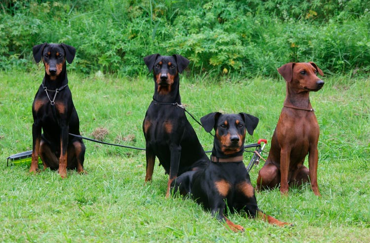 cuatro pinscher alemanes