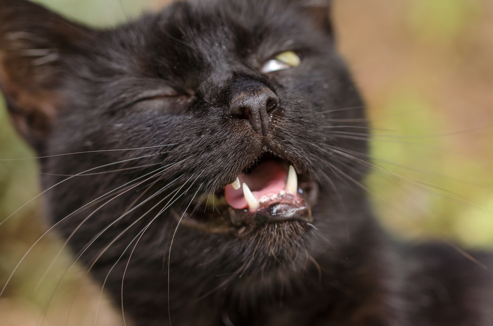 El gato estornuda