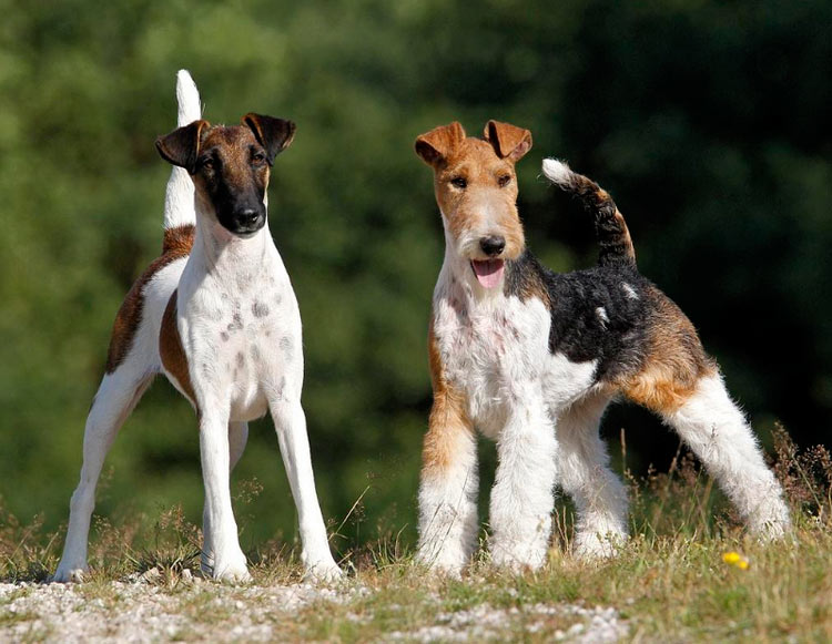 Fox terrier de pelo liso y de pelo duro