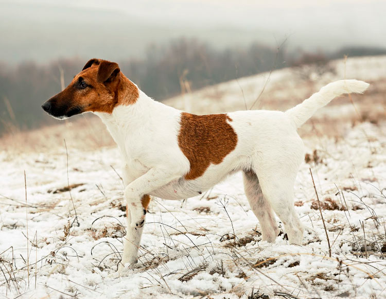 Fox terrier de pelo liso
