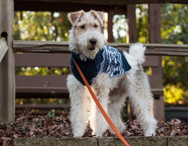 fox terrier de pelo duro