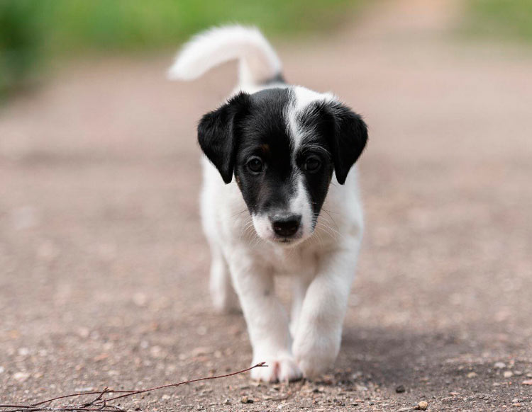 cachorro de fox terrier